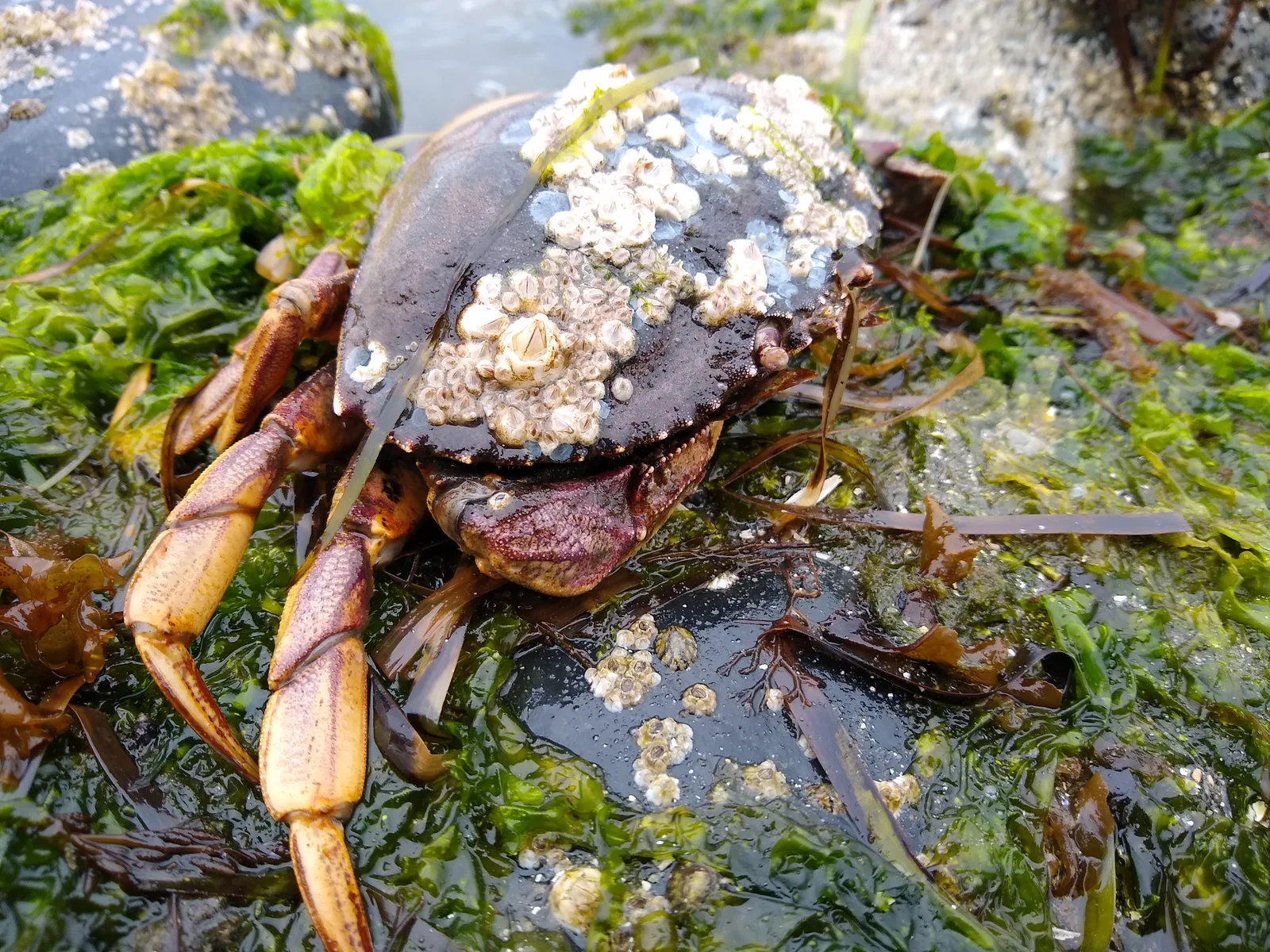Invertebrate sampling in Muchalat Inlet