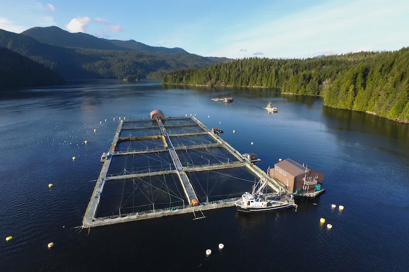 Open-net salmon aquaculture pens in a coastal inlet