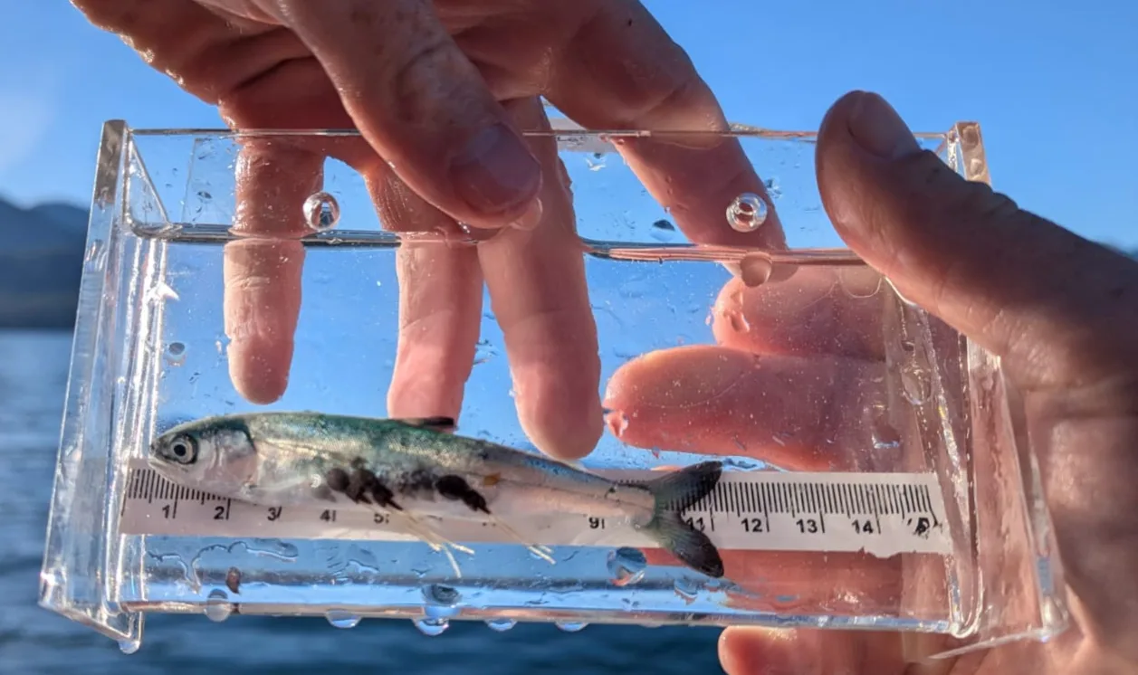 Juvenile salmon
